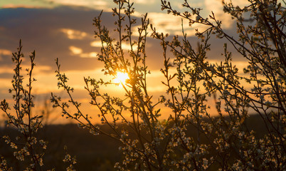 Obraz premium Sunset