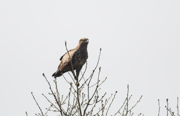 Lesser Spotted Eagle