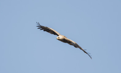 Lesser Spotted Eagle