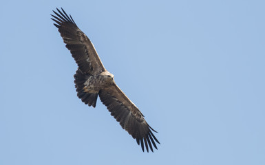 Lesser Spotted Eagle
