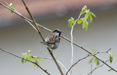House sparrow