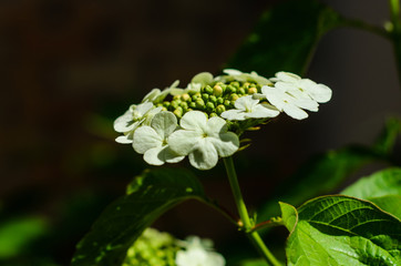 Viburnum blossoming in garden