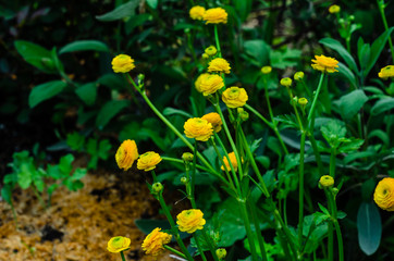 Yellow globe-flowers in forest