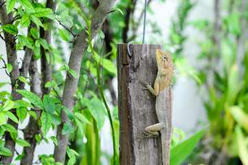 Lizard catch on wood