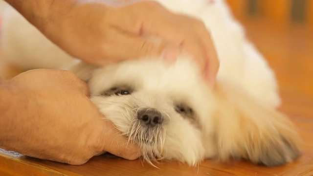 Male hand patting his pet dog.