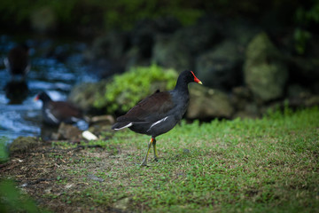 Black bird with a red beak walks in the park