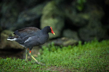 Black bird with a red beak walks in the park