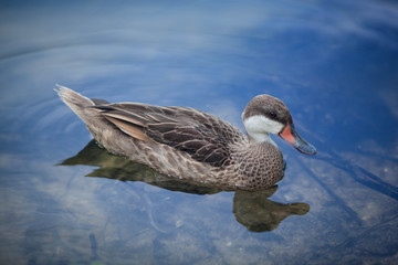 Duck swims on the water