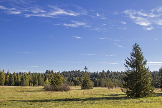 Spatenbr&auml;ufilze bei Moosham