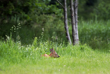 Young Roe deer buck, sleeping in the grass