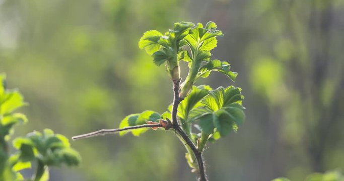 pan shot of rose briar bush leaves in spring sunlight, 4k 60fps prores footage