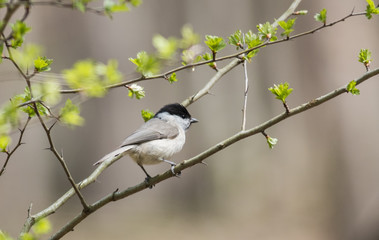 Marsh Tit