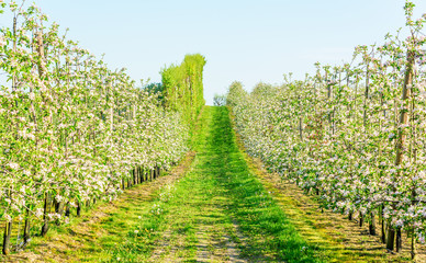 Fototapeta na wymiar Long rows of apple trees in full bloom in spring.