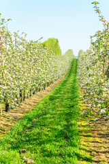 Fototapeta na wymiar Long rows of apple trees in full bloom in spring.