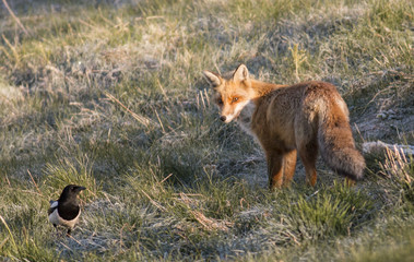 Red fox