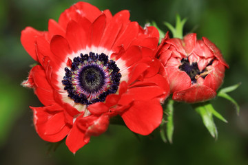 Anemone flower is a tuberous crop
