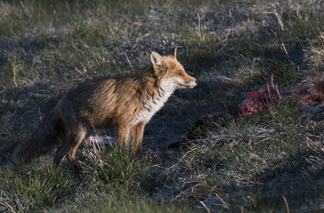 Red fox