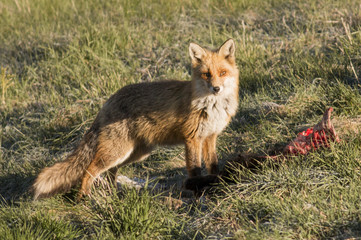 Red fox