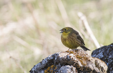 Yellowhammer