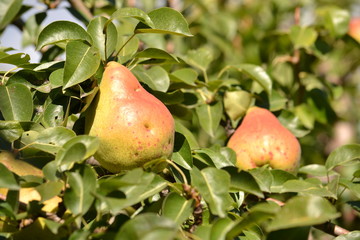 Pears sing in the tree.