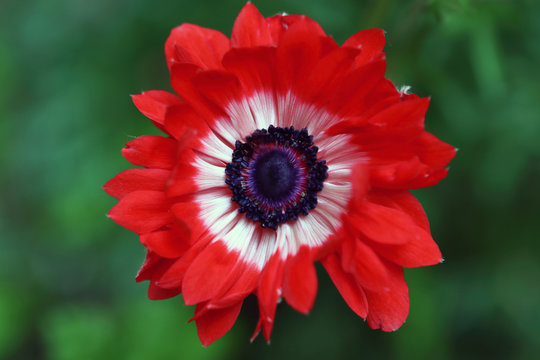 Anemone flower with velvet heart