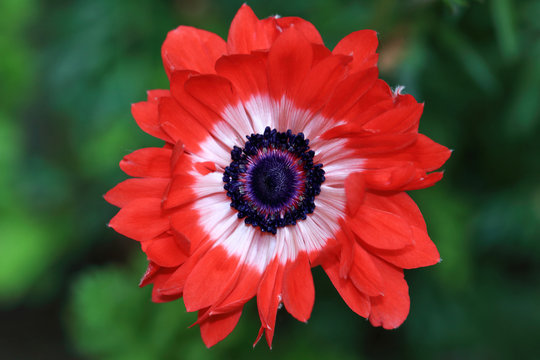 Red Ranelle-like Anemone flower