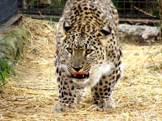 Животные (Animal)