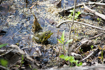 bullfrog wetlands