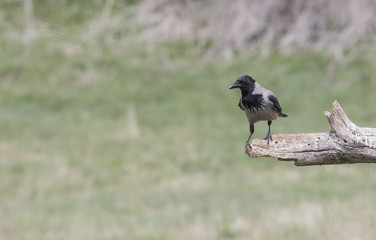Carrion Crow