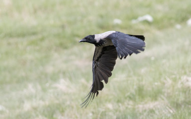 Carrion Crow