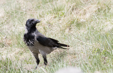 Carrion Crow