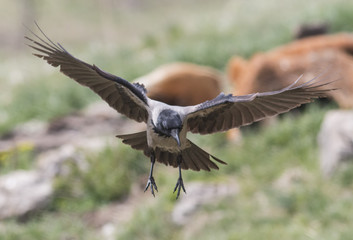 Carrion Crow