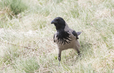 Carrion Crow