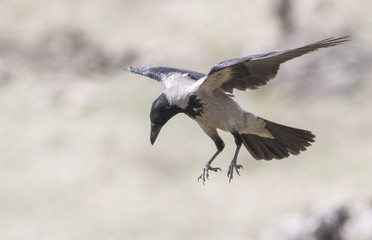 Carrion Crow