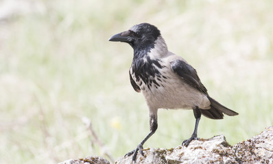 Carrion Crow