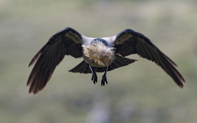 Carrion Crow