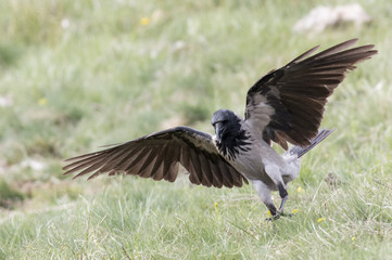 Carrion Crow