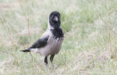 Carrion Crow
