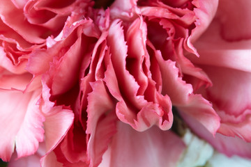 Petals of pink flower closeup. abstrack background. good for wallpaper.