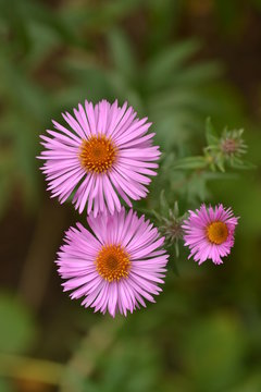 Asters on a green background.