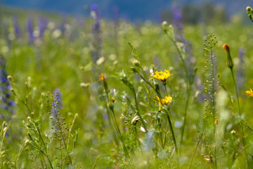 Flower valley backgrounds