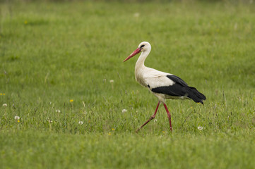 White Stork in green meadow