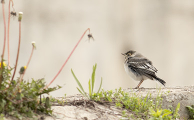 Young White wagtail