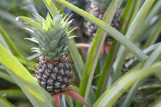 pineapple growing in a field. a favorite fruit for healthy and diet.