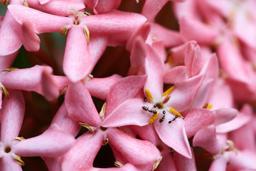 ants on a litle pink flower (ixora) close up.
