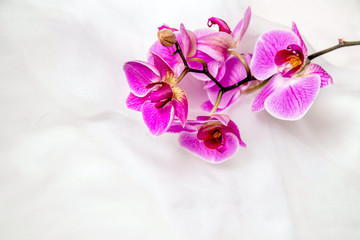     The branch of purple orchids on white fabric background 