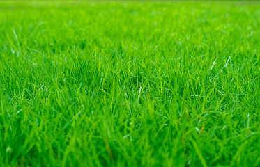 green lawn, football field,golf field soft selective focus