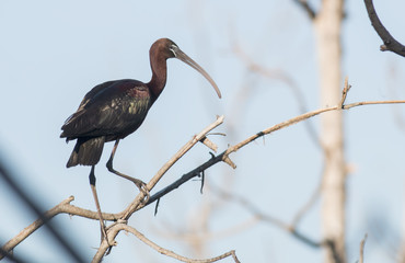 Glossy Ibis