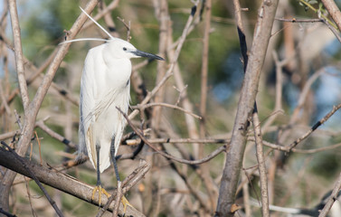 Little Egret