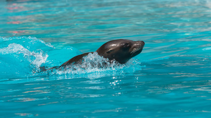 California sea lion, Zalophus californianus, swimming 